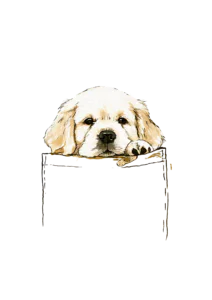 Pocket Golden Retriever Puppy Clipart PNG – Cute Peeking Dog in Pocket Graphic, Watercolor Puppy Shirt Design Digital PNG