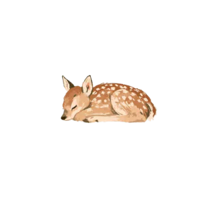 Sleeping Fawn Clipart PNG – Sweet Baby Deer Illustration, Cute Sleeping Woodland Animal Digital Graphic