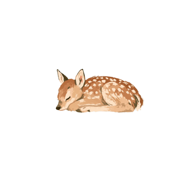 Sleeping Fawn Clipart PNG – Sweet Baby Deer Illustration, Cute Sleeping Woodland Animal Digital Graphic Sleeping Fawn Clipart PNG – Sweet Baby Deer Illustration, Cute Sleeping Woodland Animal Digital Graphic