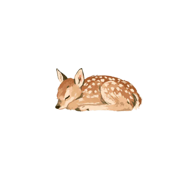 Sleeping Fawn Clipart PNG – Sweet Baby Deer Illustration, Cute Sleeping Woodland Animal Digital Graphic