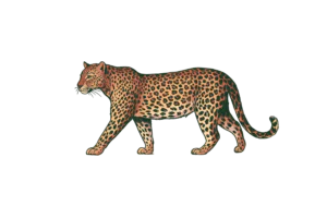 Vintage Leopard Clipart PNG – Exotic Jungle Wild Cat Illustration, Retro Safari Leopard Digital Graphic Vintage Leopard Clipart PNG – Exotic Jungle Wild Cat Illustration, Retro Safari Leopard Digital Graphic