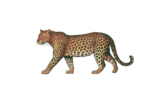 Vintage Leopard Printable Sticker PNG – Hand-Drawn Walking Leopard Clipart & Safari Animal Decal for Planners, Laptops & Journals