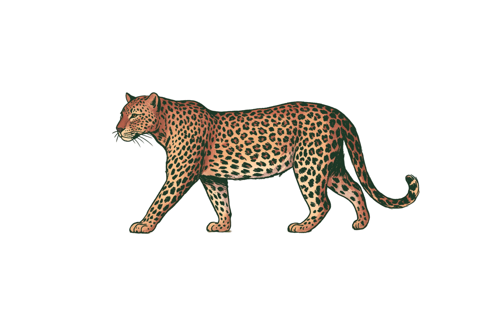 Vintage Leopard Printable Sticker PNG – Hand-Drawn Walking Leopard Clipart & Safari Animal Decal for Planners, Laptops & Journals Vintage Leopard Printable Sticker PNG – Hand-Drawn Walking Leopard Clipart & Safari Animal Decal for Planners, Laptops & Journals