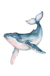 Watercolor Humpback Whale Clipart PNG – Blue & Pink Ocean Sea Life Illustration, Majestic Marine Animal Digital Graphic