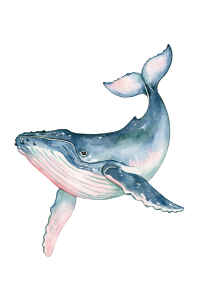Watercolor Humpback Whale Clipart PNG – Blue & Pink Ocean Sea Life Illustration, Majestic Marine Animal Digital Graphic