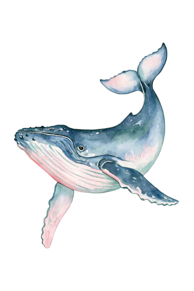 Watercolor Humpback Whale Clipart PNG – Blue & Pink Ocean Sea Life Illustration, Majestic Marine Animal Digital Graphic