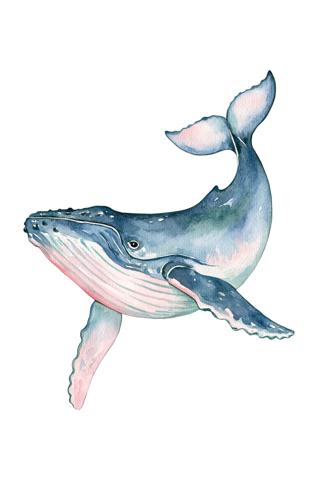 Watercolor Whale Printable Sticker PNG – Cute Humpback Ocean Animal Decal for Laptop, Planner & Journaling Clipart
